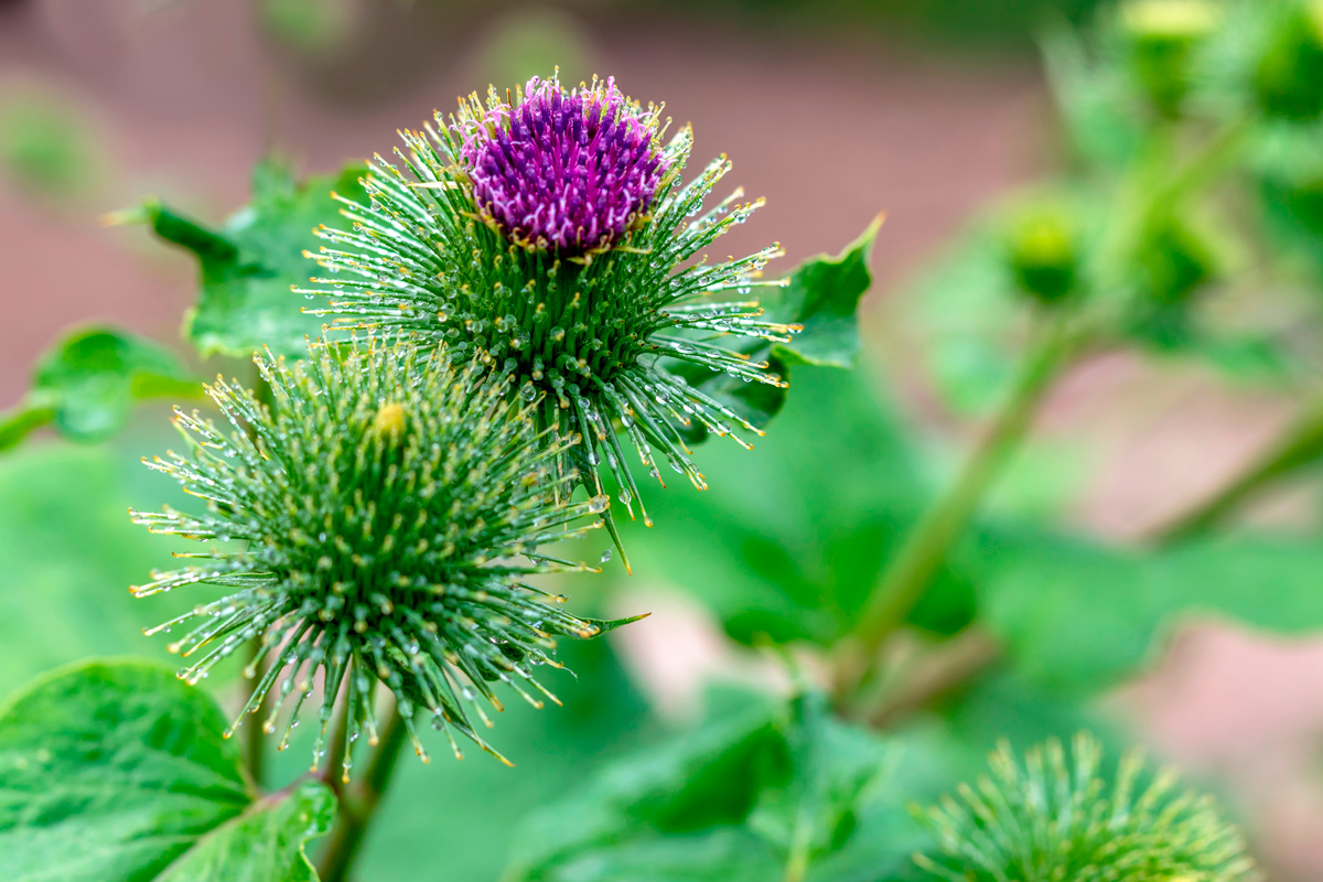 Flor de bardana, planta utilizada en cosmética natural para equilibrar y purificar la piel
