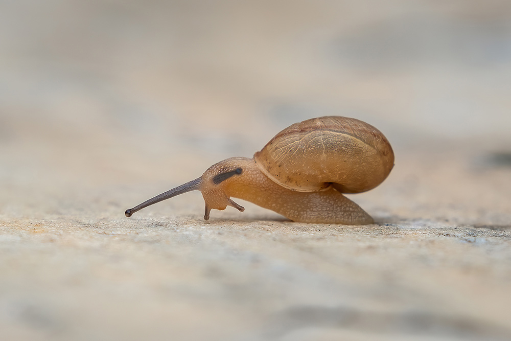 Tratamiento para las quemaduras leves